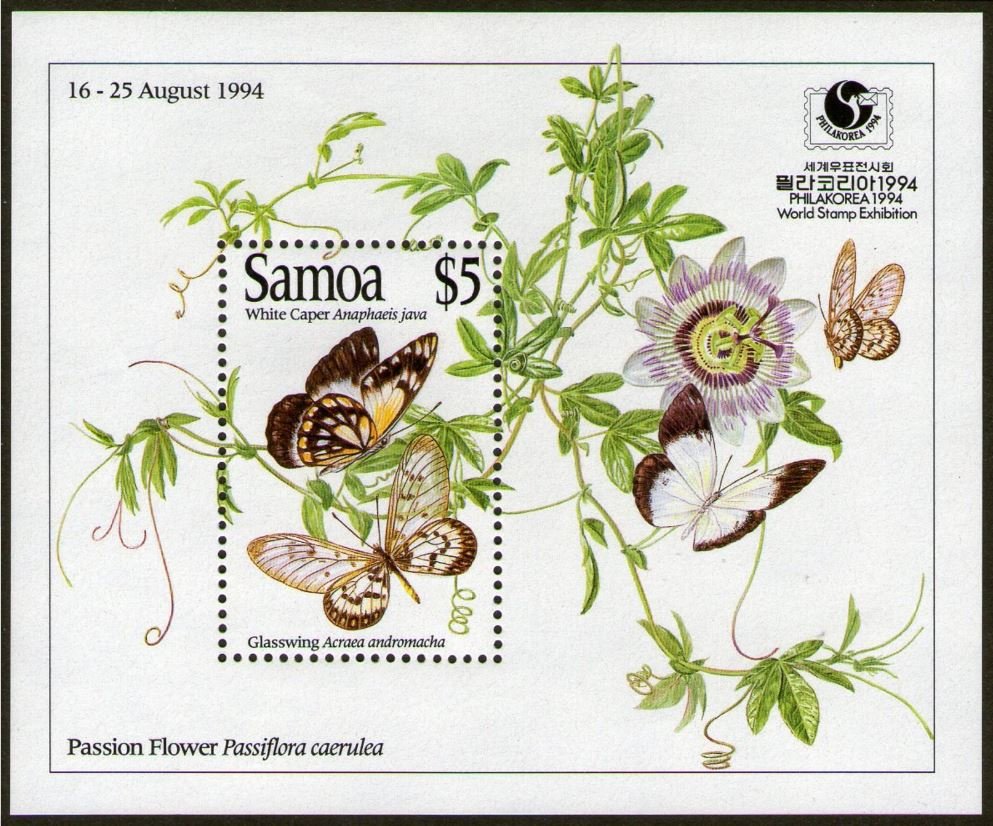 Common White (Anaphaeis java), Small Greasy (Acraea andromac