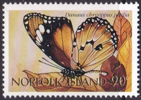 African Monarch (Danaus chrysippus)