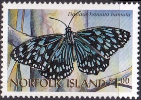 Dark Blue Tiger (Danaus hamata)