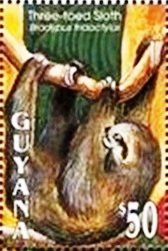 Three-toed Sloth (Bradypus tridactylus)