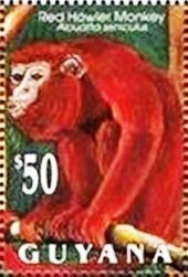 Venezuelan Red Howler (Alouatta seniculus)