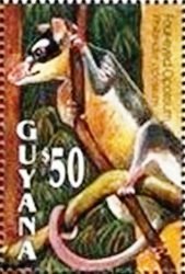 Gray Four-eyed Opossum (Philander opossum)