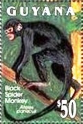Black Spider Monkey (Ateles paniscus)
