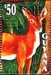 Red Brocket (Mazama americana)