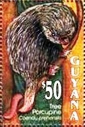 Brazilian Porcupine (Coëndou prehensilis)