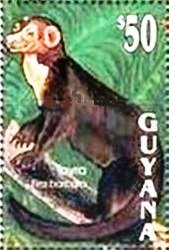 Tayra (Tayra barbara)
