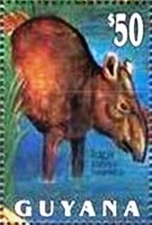 Lowland Tapir (Tapirus terrestris)