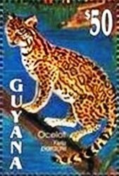 Ocelot (Leopardus pardalis)