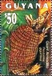 Giant Armadillo (Priodontes giganteus)
