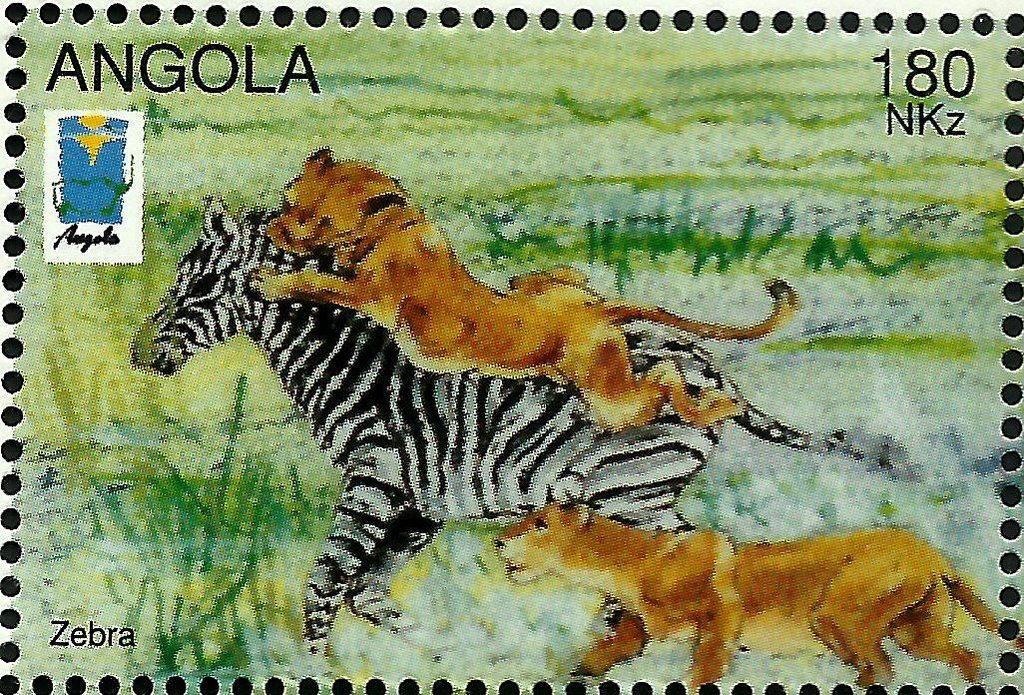 Lion (Panthera leo) attacking Zebra (Equus zebra sp.)