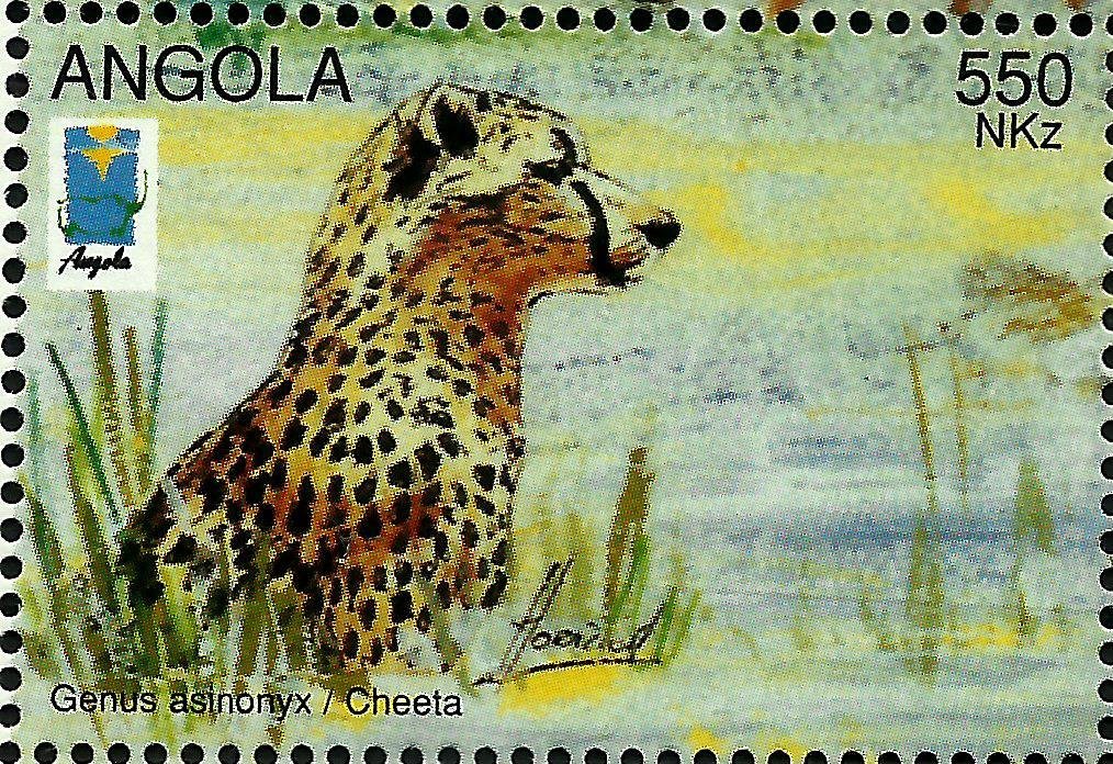 Cheetah (Acinonyx jubatus)