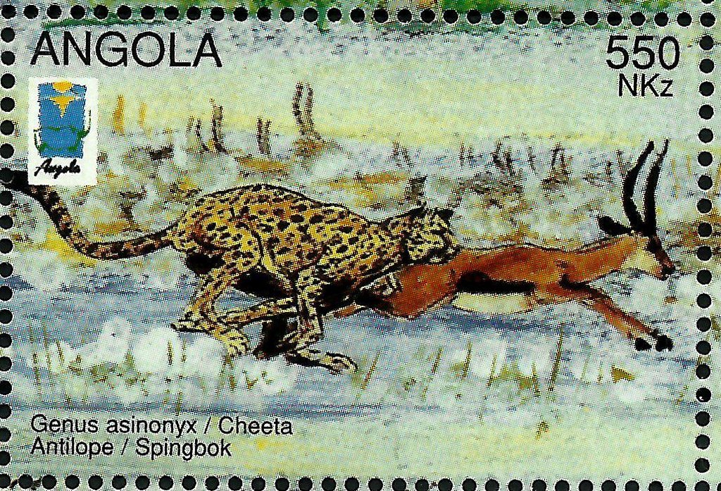 Cheetah (Axinonys jubatus), Springbok (Antidorcas marsupiali
