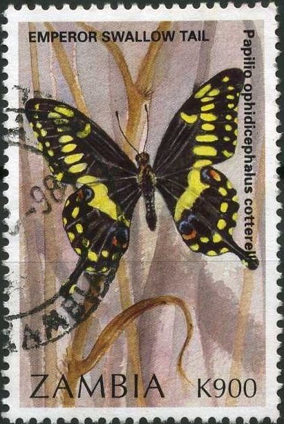 Empperor Swallowtail (Papilio ophidicephalusssp. cottrelli)