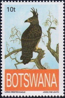Long-crested Eagle (Lophaetus occipitalis)