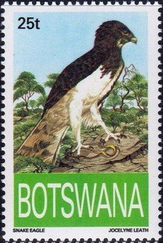 Short-toed Snake Eagle (Circaetus gallicus)