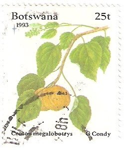 Croton megalobotrys
