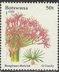 Boophane disticha