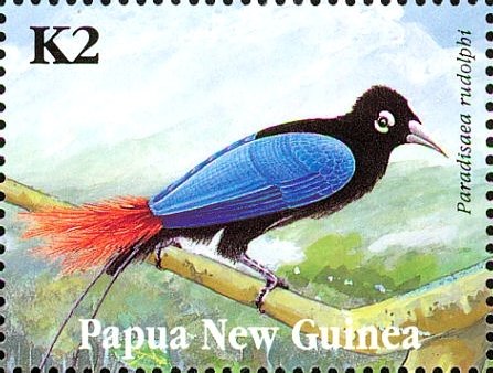 Blue Bird-of-paradise (Paradisaea rudolphi)