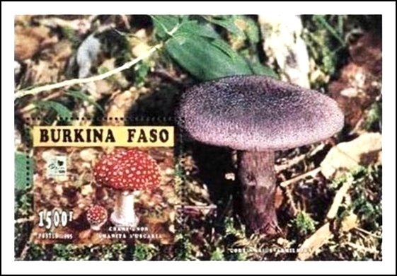 Amanita muscaria