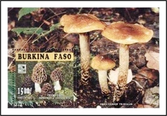 Morchella esculenta