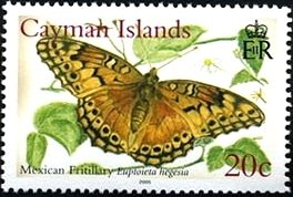 Mexican Fritillary (Euptoieta hegesia)