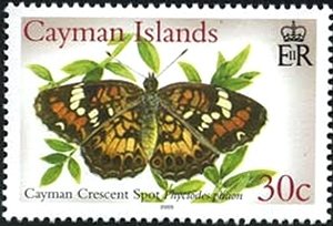 Phaon Crescent (Phyciodes phaon)