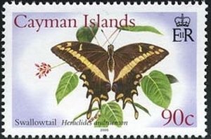 Bahamian Swallowtail (Heraclides andraemon)