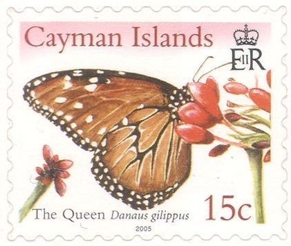 Queen Butterfly (Danaus gilippus9