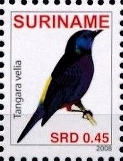 Opal-rumped Tanager (Tangara velia)