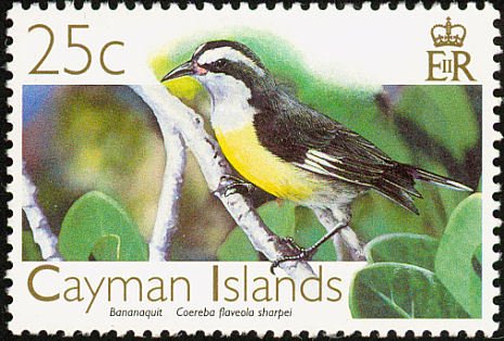 Bananaquit (Coereba flaveola)