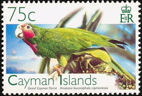 Cayman Island Amazon (Amazona leucocephala caymanensis)