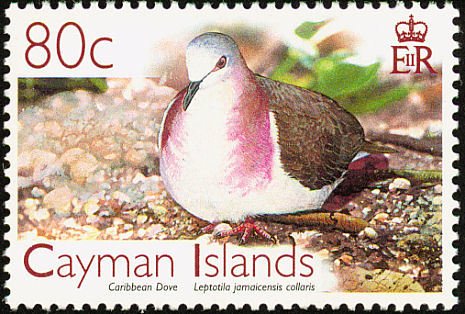 Caribbean Dove (Leptotila jamaicensis)