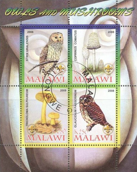 Owls & Mushrooms - I.