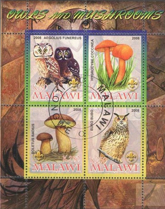 Owls & Mushrooms - II.