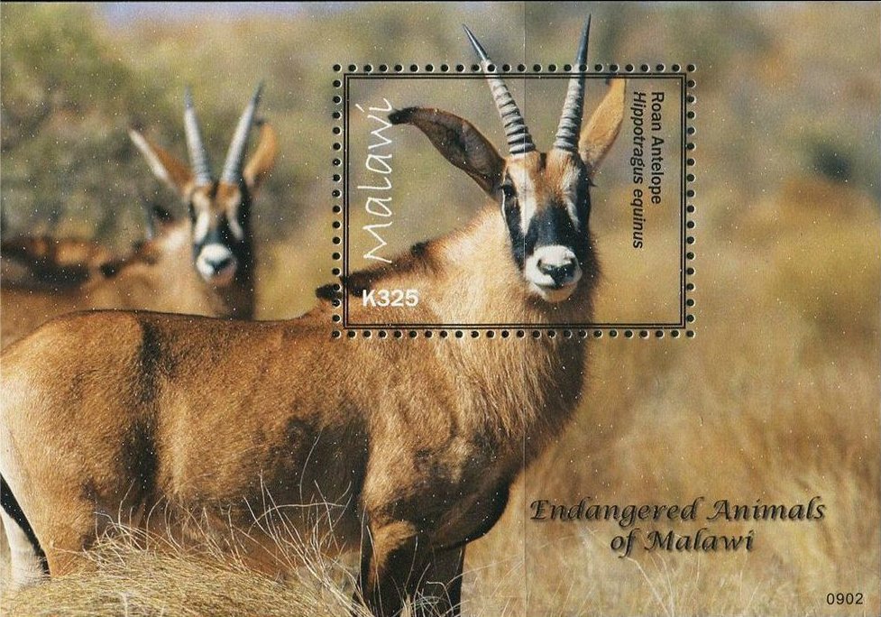 Endangered wildlife - Antelope