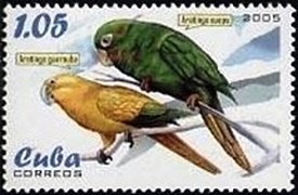 Golden Parakeet (Aratinga guarouba)