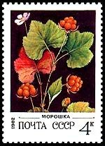 Cloudberry - Rubus chamaemorus
