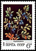 Northern Bilberry - Vaccinium uliginosum