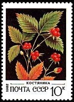 Stone Bramble - Rubus saxatilis