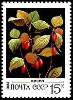 Dogwood - Cornus sp.