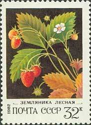 Wild strawberries - Fragaria vesca