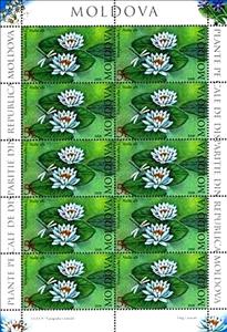 Mini Sheet, White Waterlily (Nymphaea Alba), Moldova,  , Flowers, Dragonflies