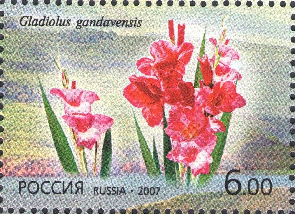 Gladiolus gandavensis