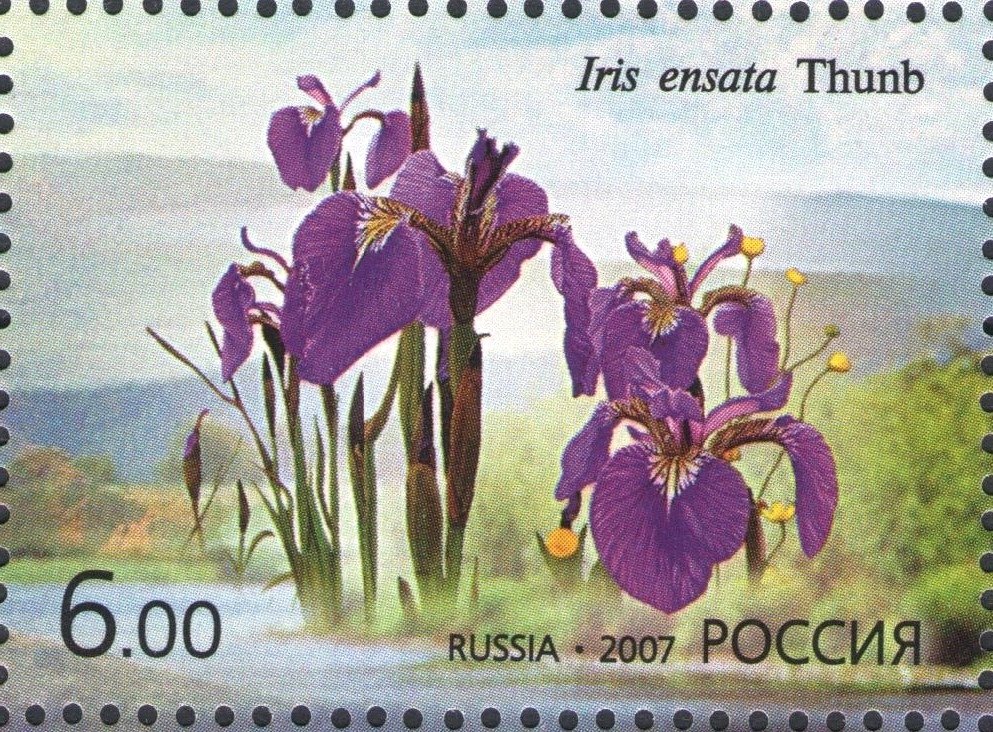Iris ensata