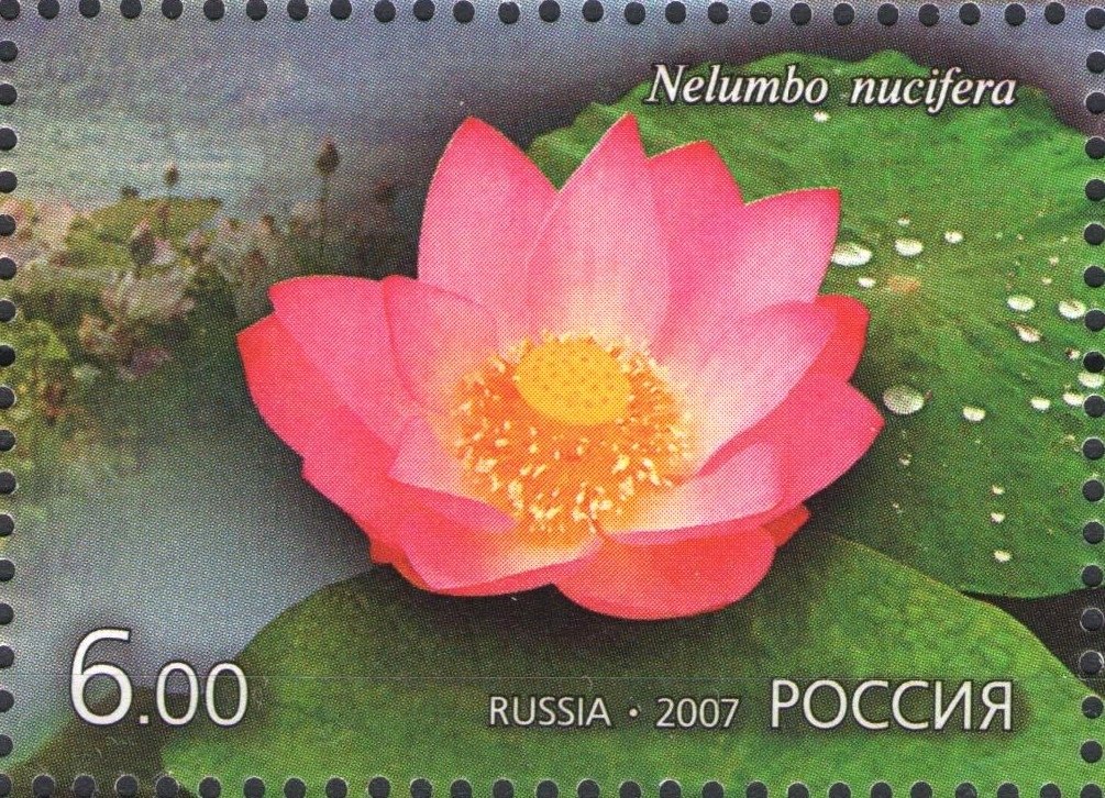 Nelumbo nucifera