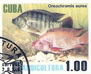 Blue Tilapia (Oreochromis aurea)