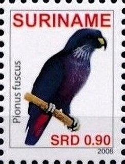 Dusky Parrot (Pionus fuscus)