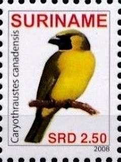 Yellow-green Grosbeak (Caryothraustes canadensis)