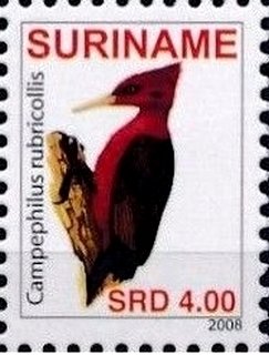 Red-necked Woodpecker (Campephilus rubricollis)