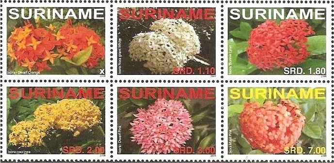 Flora (Ixora breeds) setanent block